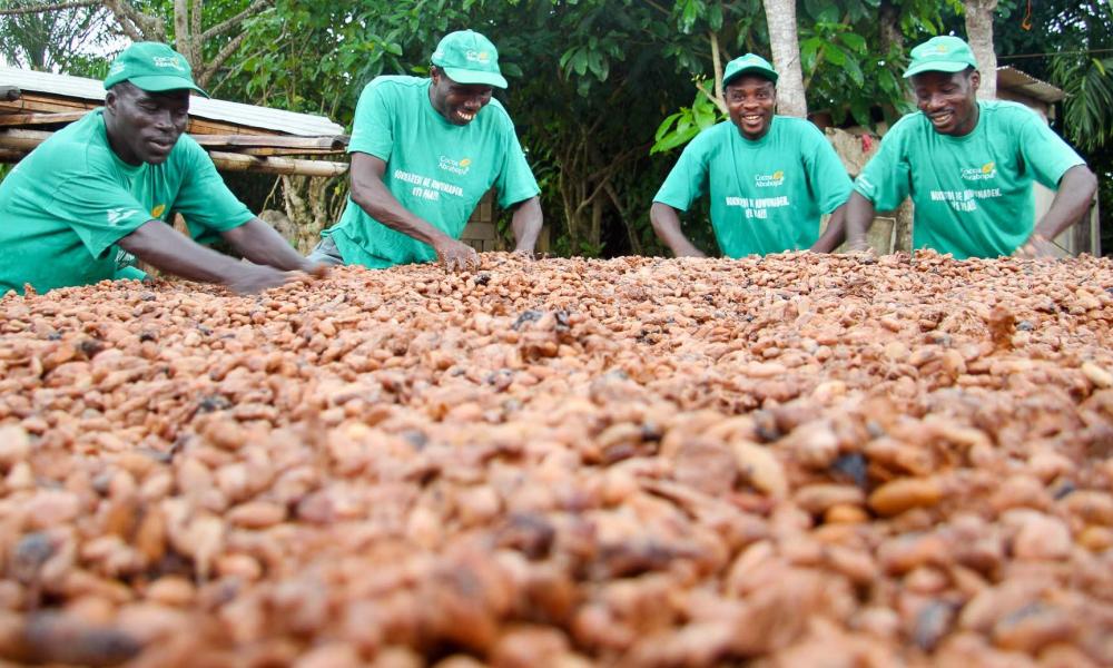 ComCashew Boosting Cashew Production In Africa Sweet Melodies FM