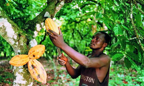 Cocoa purchasers support the cocoa premium programs in Ghana and Côte d ...